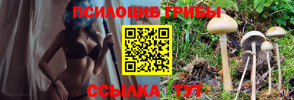 Галлюциногенные грибы Psilocybine cubensis Всеволожск